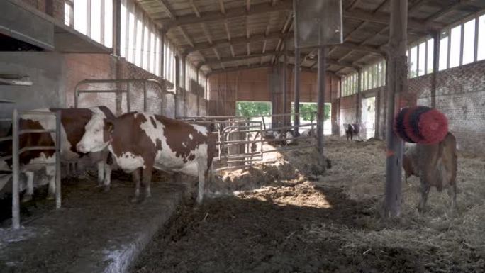 现代农场的母牛在户外喂食