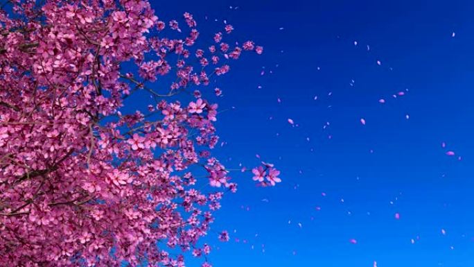 全花3D动画中粉红色樱花樱桃树的特写