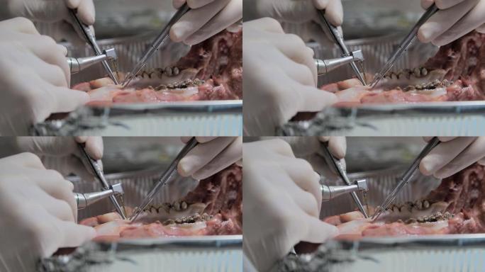 实习牙医，在猪的下巴模型上近距离练习牙科治疗。特写在牙齿周围做一个切口。