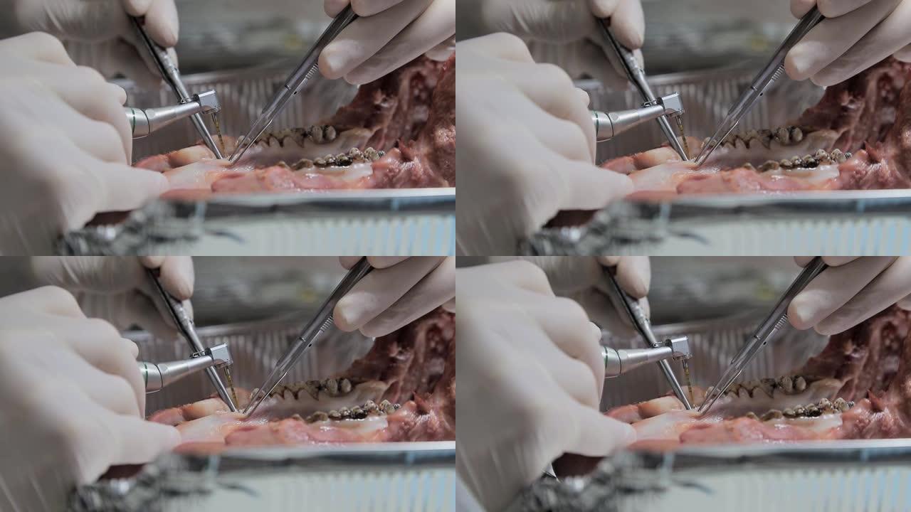 实习牙医，在猪的下巴模型上近距离练习牙科治疗。特写在牙齿周围做一个切口。