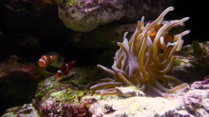 一种在珊瑚礁上有actinia的小丑鱼 (Premnas biaculeatus)