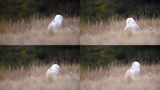 田野上的雪鸮生态环境自然景色鸟素材实拍