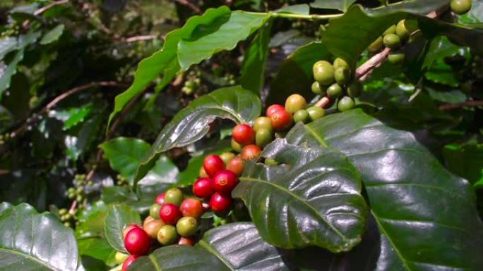 咖啡豆成熟，新鲜咖啡，红莓科，泰国北部树上的工业农业