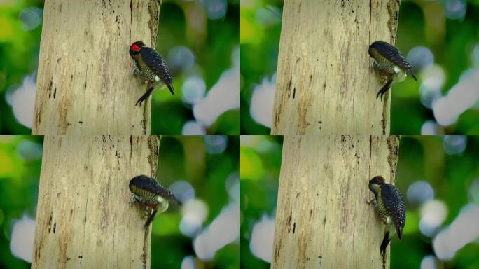 黑颊啄木鸟-Melanerpes pucherani常驻繁殖鸟，从墨西哥东南部向南到厄瓜多尔西部。发