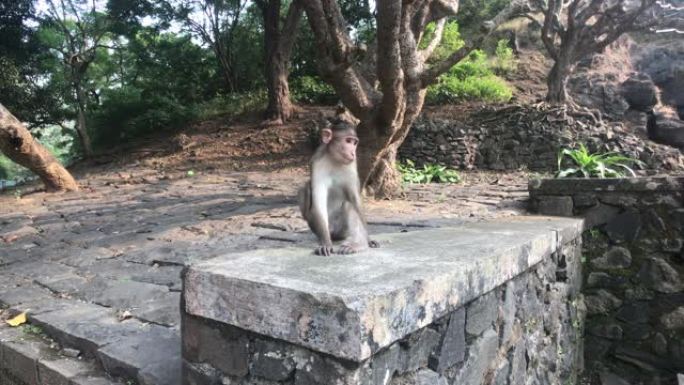 印度孟买-猴子做自己的事情第2部分