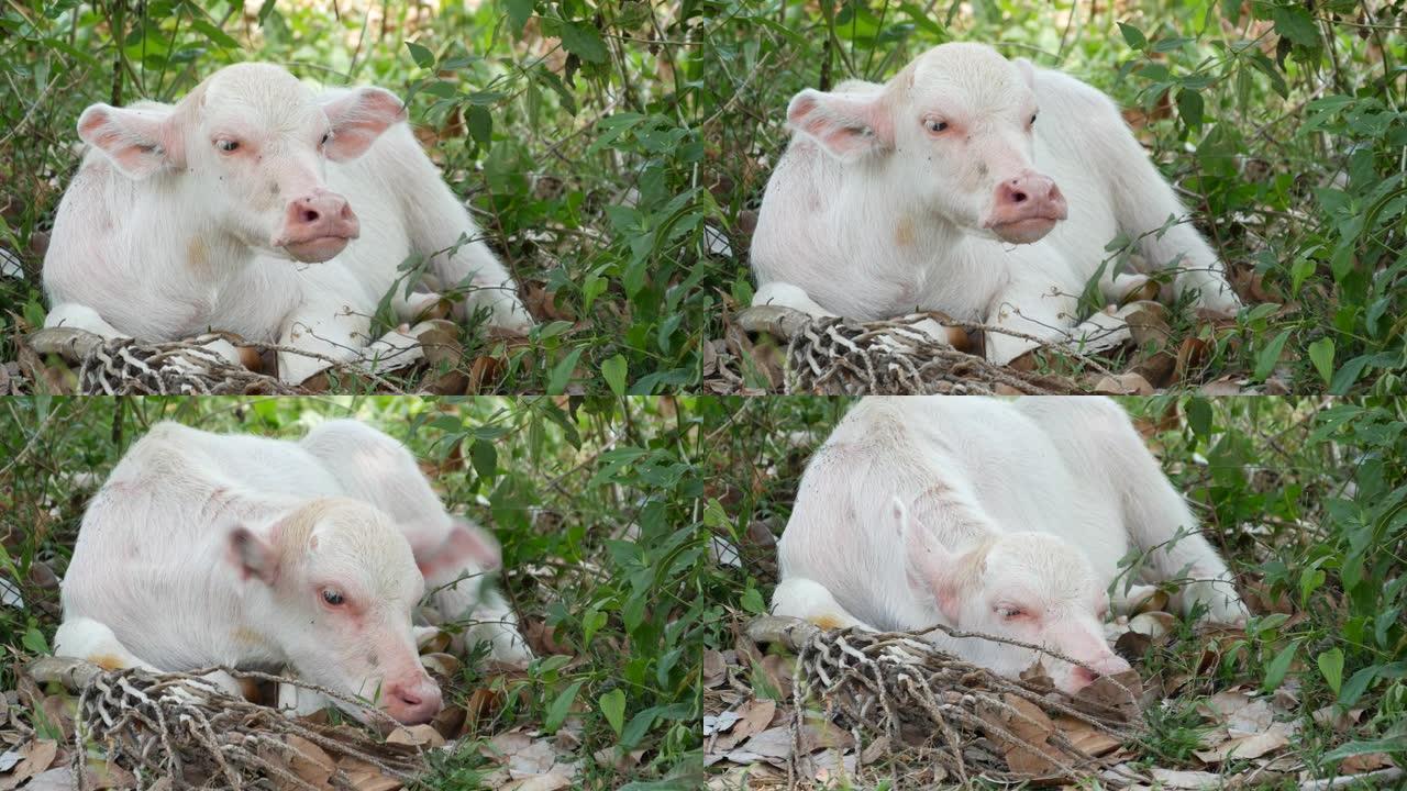 水牛白化病在绿色植物中休息。在泰国绿色植物中放牧的小有趣独特而特殊的白化病婴儿公牛。农业概念，亚洲传