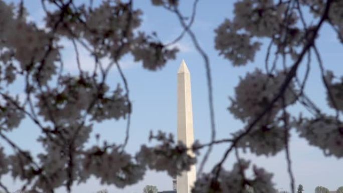 华盛顿特区哥伦比亚特区的华盛顿纪念碑在晴朗的晴天被樱花环绕，并以慢动作从潮汐盆地反射