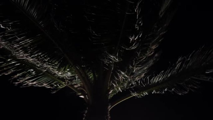 棕榈树漆黑的夜空