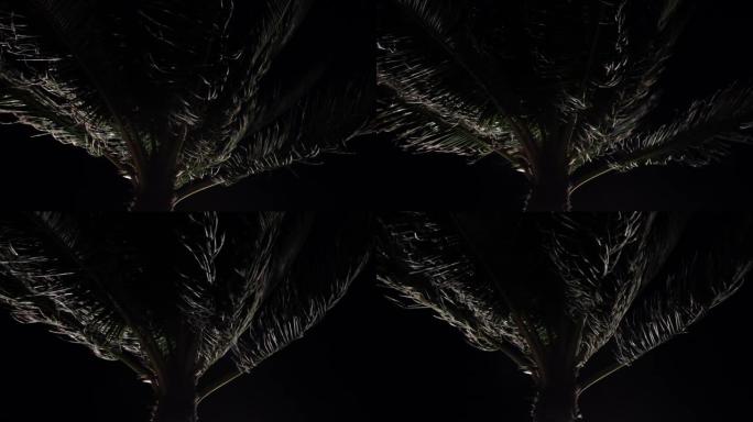 棕榈树漆黑的夜空