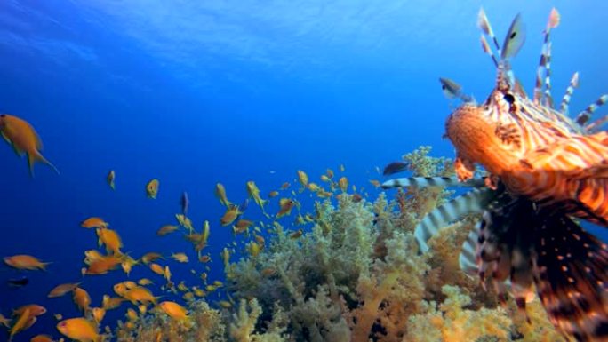 水下热带狮子鱼海底生物海底游鱼海底美景
