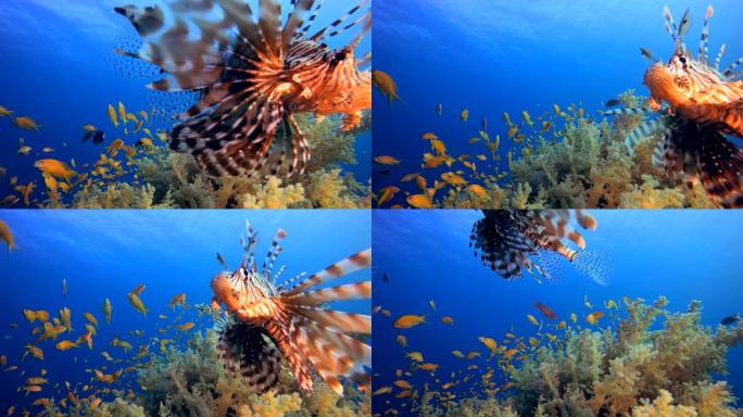 水下热带狮子鱼海底生物海底游鱼海底美景