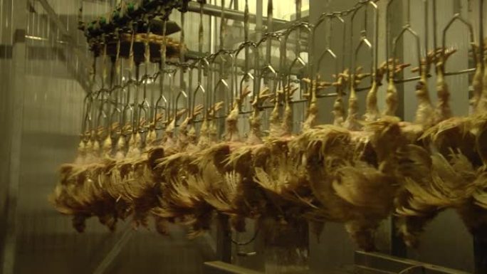 家禽加工设备。食品工业中的家禽加工。Perosemny或peroscipalny生产家禽的设备。