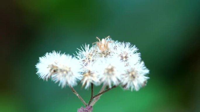 花微距摄影小草草木