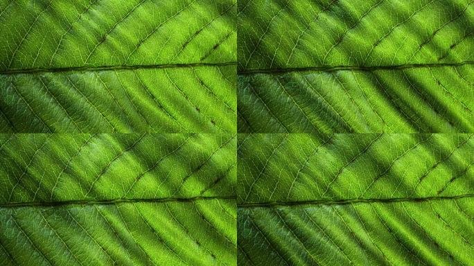 叶的微距镜头，纹理镜头。有机植物和叶脉有泛运动。