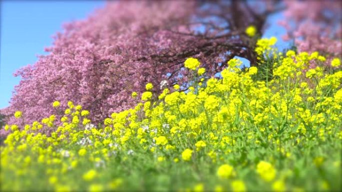 下加莫河岸上有卡诺拉花的河津樱花树