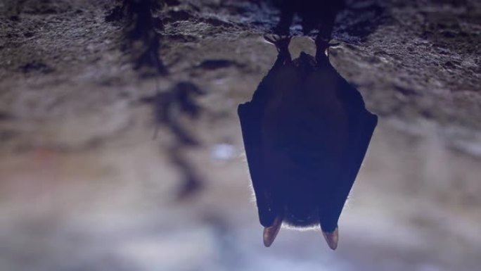 冬眠期间，将奇怪的动物Natterer的蝙蝠Myotis nattereri颠倒地挂在冷砖拱形地窖顶