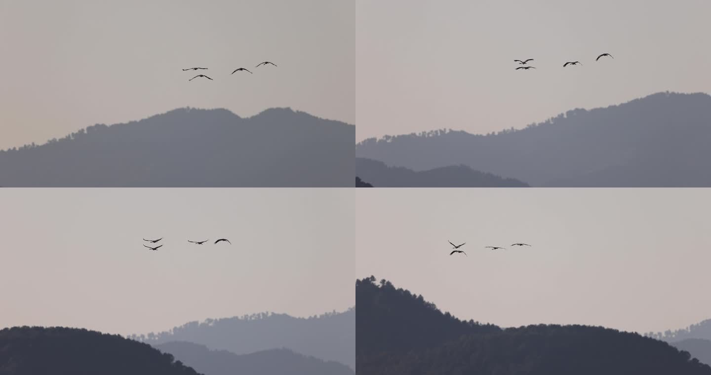 鹤飞向远处的慢动作视频
