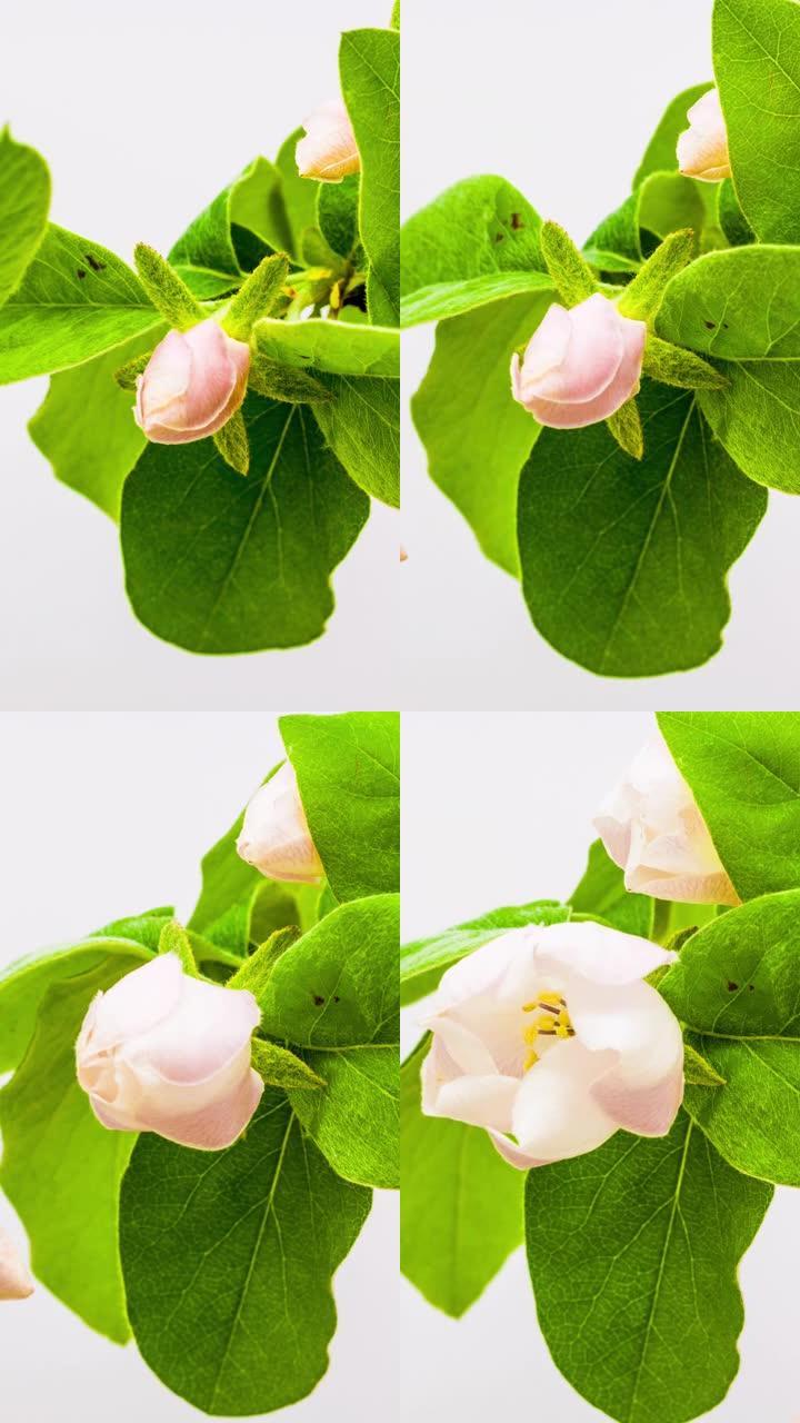 梅花盛开的垂直格式延时4k视频。春季Cydonia oblonga开花的视频。适用于手机和社交媒体的