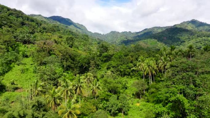 美丽的山景，山峰覆盖森林