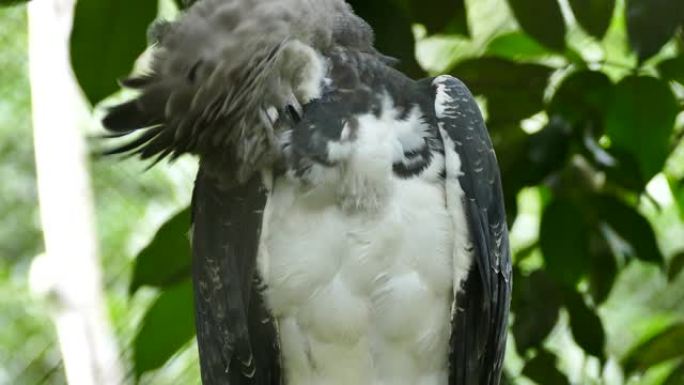 在巴拿马，哈皮鹰 (Harpy Eagle) 为胸部浓密的白色羽毛和灰色的翅膀