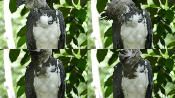 在巴拿马，哈皮鹰 (Harpy Eagle) 为胸部浓密的白色羽毛和灰色的翅膀