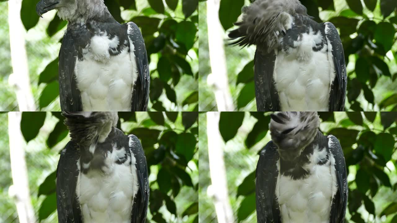 在巴拿马，哈皮鹰 (Harpy Eagle) 为胸部浓密的白色羽毛和灰色的翅膀