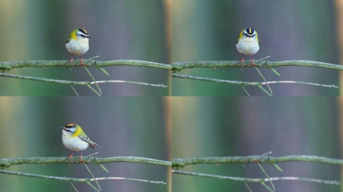 Firecrest - Regulus ignicapilla在黑暗的森林中歌唱，在森林栖息地中有小