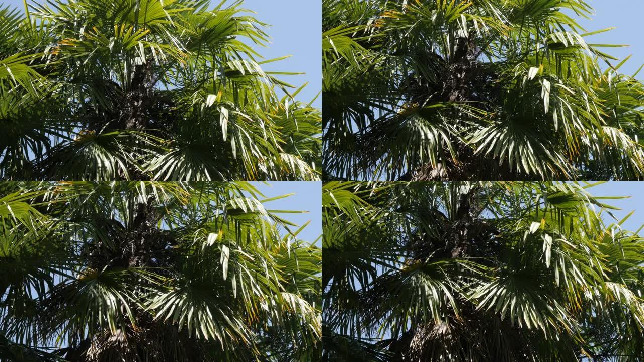 高槟榔科棕榈前植物冠枝逆天