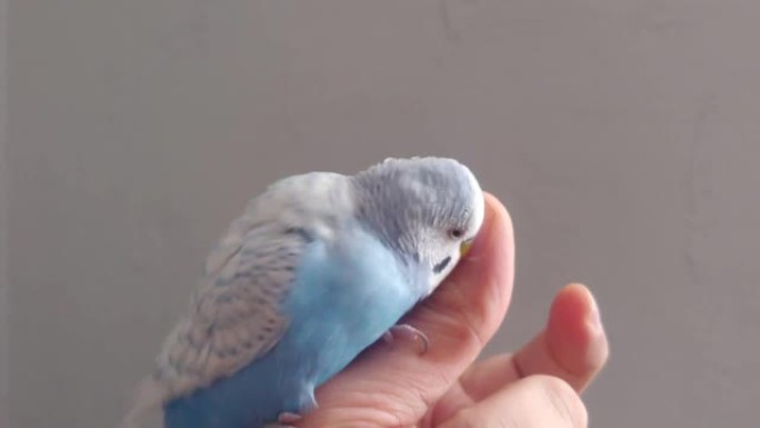 蓝屋鹦鹉与人的手指通信。
