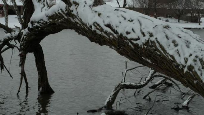 池塘边的冬天景色，地面上有新鲜的雪。