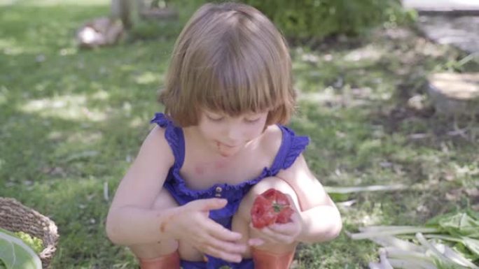 儿童小女孩用脏手吃生物大新鲜番茄。控制儿童营养，实现理想的健康发展。可持续饮食的有机新鲜食品。让蔬菜