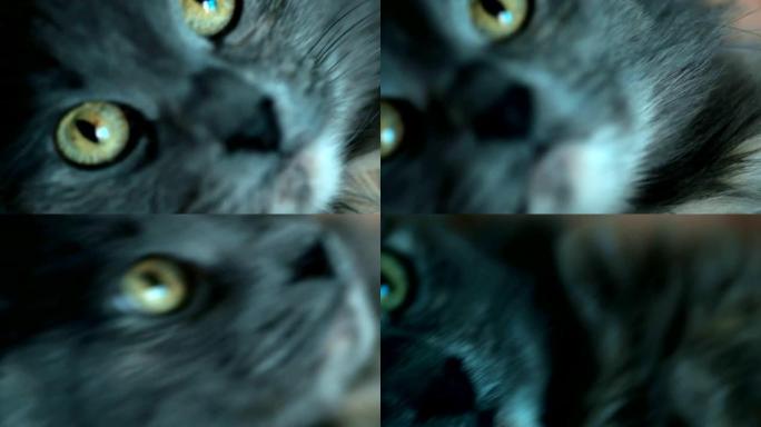 用手选择性聚焦的灰猫的极端特写镜头