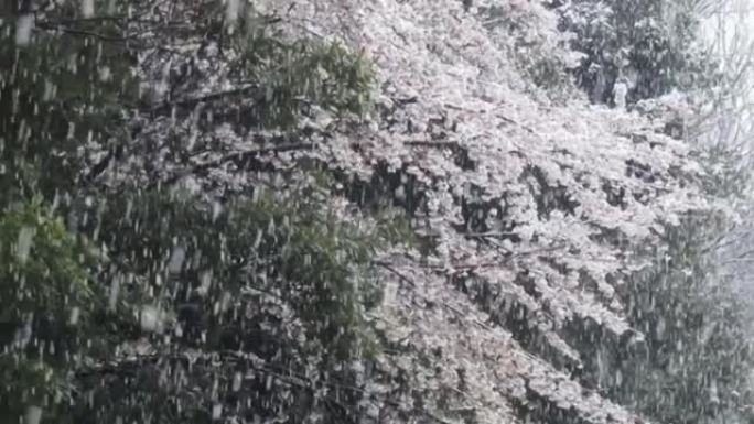 3月底东京下雪。雪下的樱花。