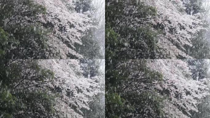 3月底东京下雪。雪下的樱花。