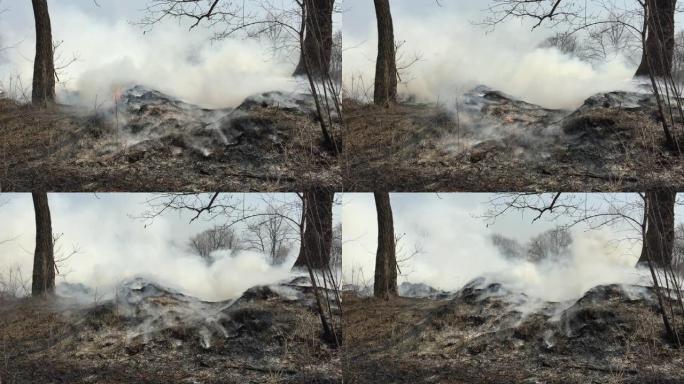 浓烟在树林里着火山火灾害火灾事故火灾