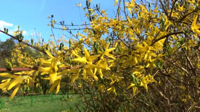 黄色盛开的连翘花在春天关闭。金钟，边界连翘x中间，欧洲美丽灌木