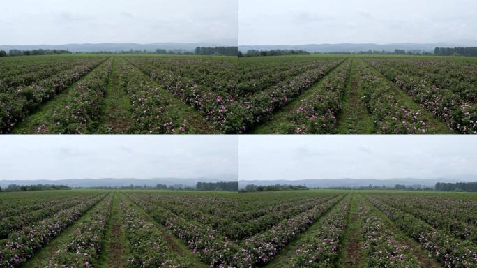 用采摘玫瑰，精油生产的农业领域的鸟瞰图