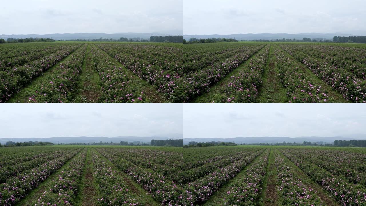 用采摘玫瑰，精油生产的农业领域的鸟瞰图