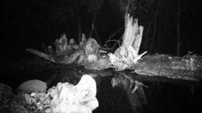 欧洲知更鸟 (Erithacus Rubecula或Redbreast) 在夜间靠近水池