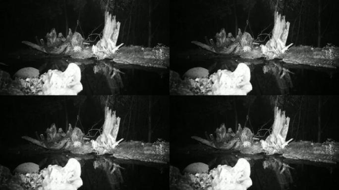 欧洲知更鸟 (Erithacus Rubecula或Redbreast) 在夜间靠近水池