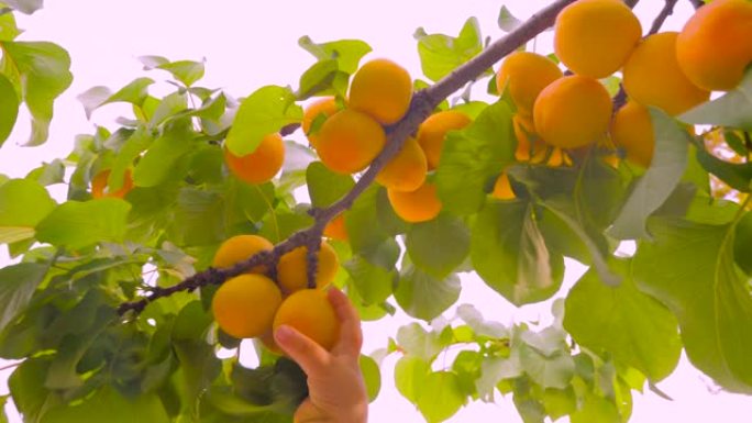 手从木头男孩身上摘下杏子手摘下成熟的杏子。孩子手工采摘成熟的水果。成熟多汁的杏子挂在树枝上。采摘水果