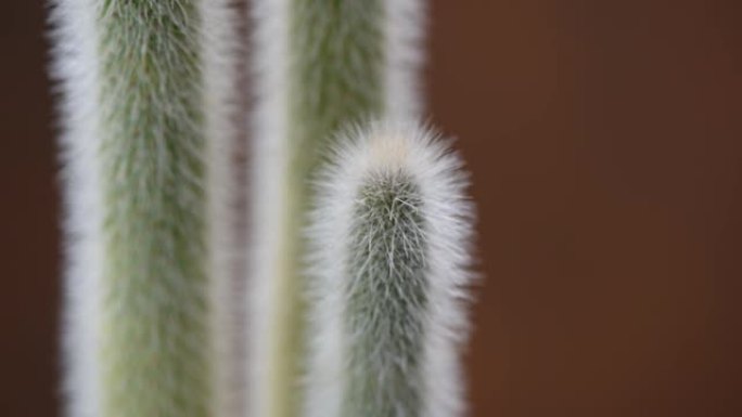 沙漠植物带刺的特写视频