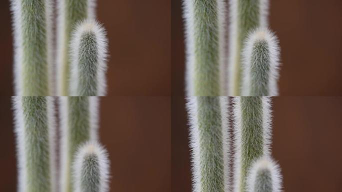 沙漠植物带刺的特写视频