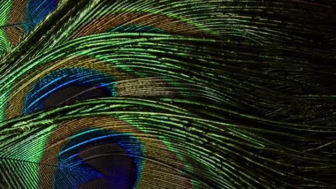 非常漂亮的孔雀羽毛。自然旋转的彩色图案。宏观特写视图。4k。可以用作过渡，添加到项目中