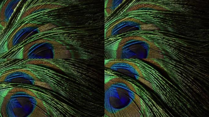 非常漂亮的孔雀羽毛。自然旋转的彩色图案。宏观特写视图。4k。可以用作过渡，添加到项目中