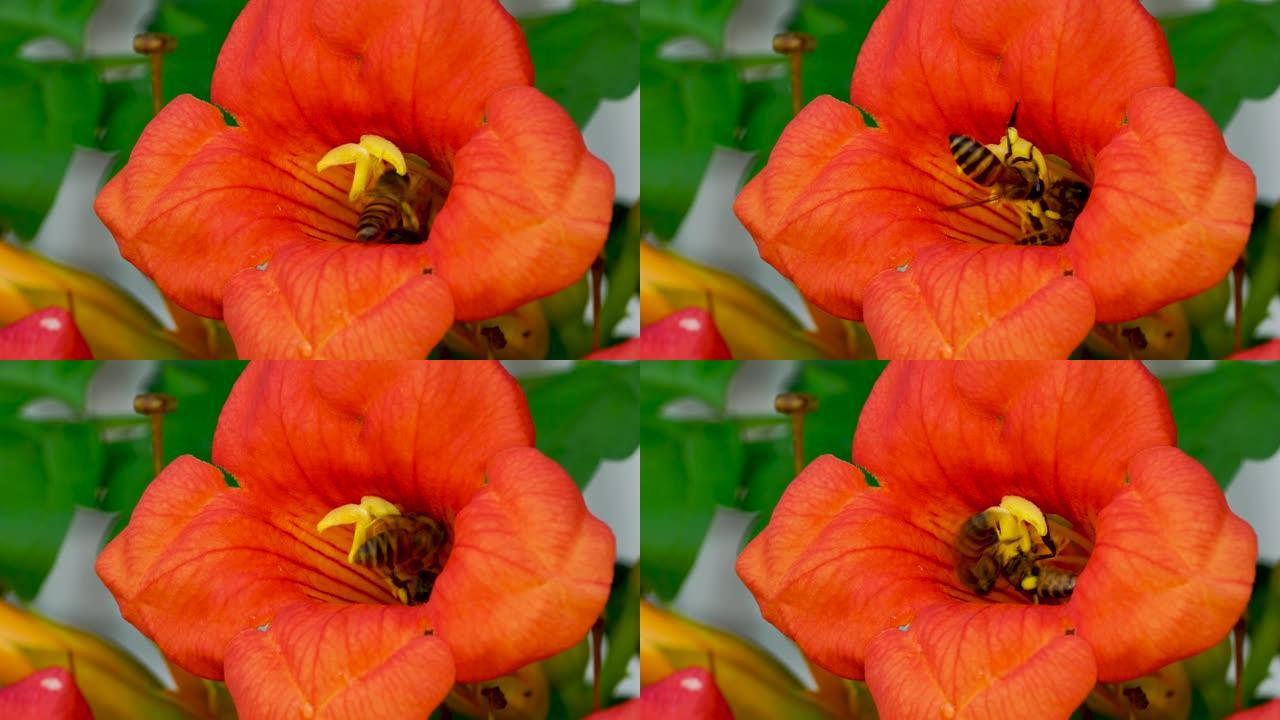 蜜蜂采集红花花粉的宏观镜头。蜜蜂在模糊背景下从红花中收集花粉