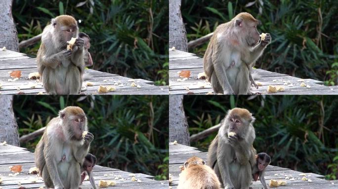 雌性长尾猕猴与婴儿一起在马来西亚婆罗洲沙巴州拉布克湾的喂养平台上进食