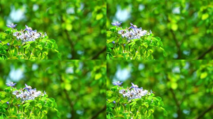 木质素在花园里盛开的蓝色白色花朵，蜜蜂正在寻找花蜜