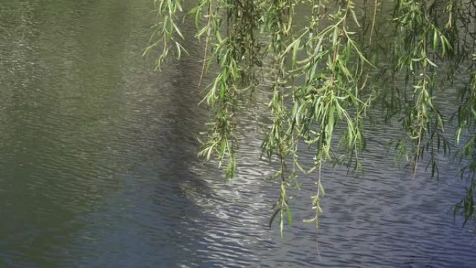 柳树树枝在水面上