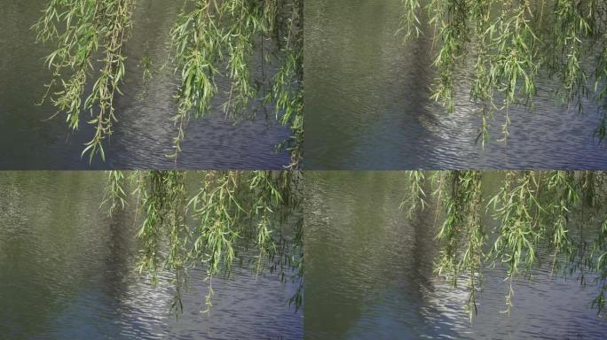 柳树树枝在水面上
